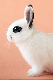 双摇杆合作射击新作《守望者崛起》2024年发售